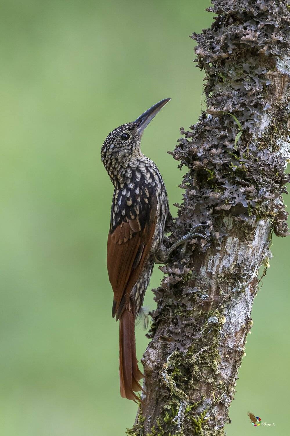 , Fernando Burgalin Sequeira