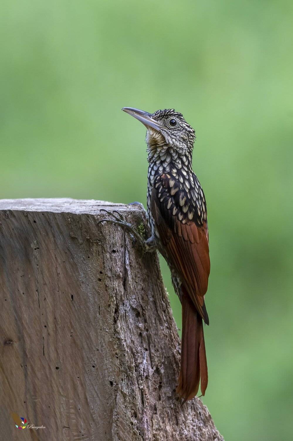 , Fernando Burgalin Sequeira