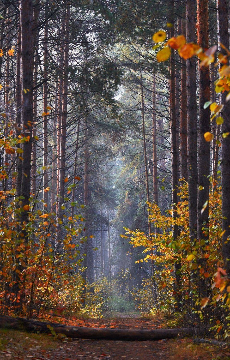 , Владимир Краснов