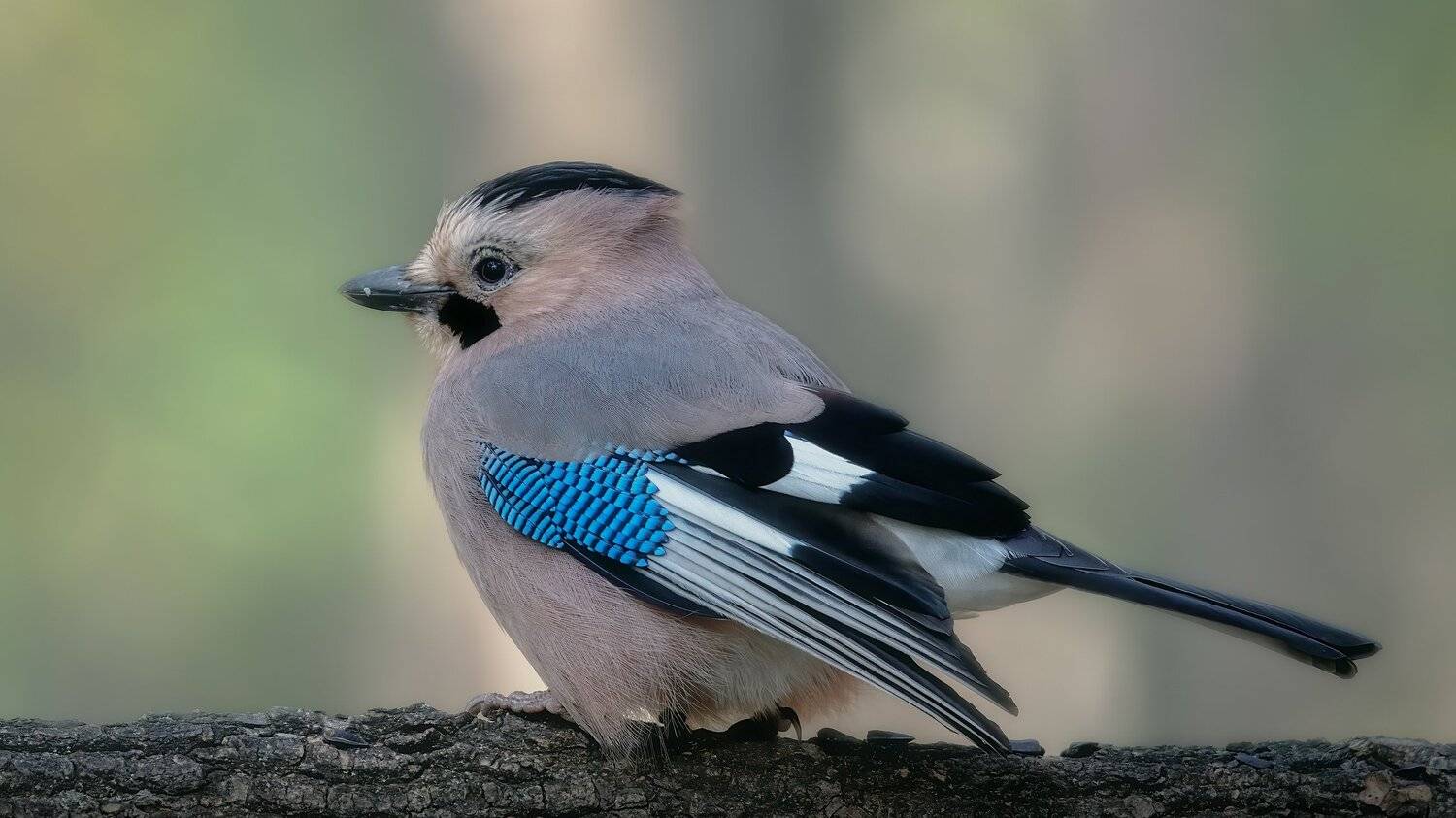 , Alexander Plekhanov