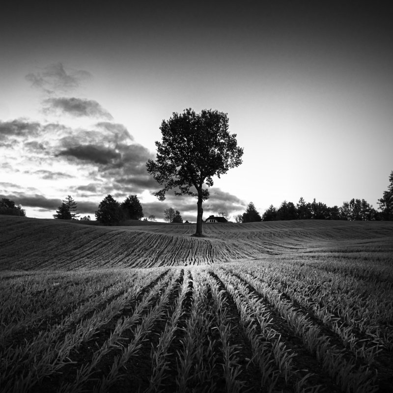 Tree фото превью