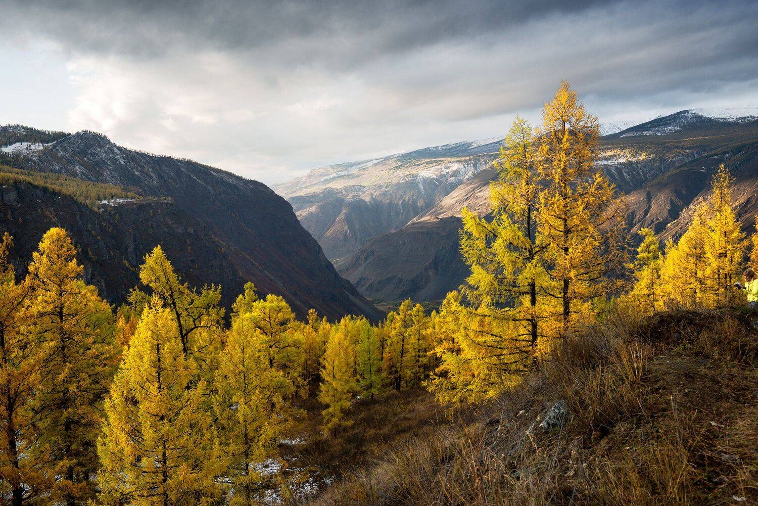 горный, алтай, горы, долина, чулышман, лиственницы, осень, Борис Леваков
