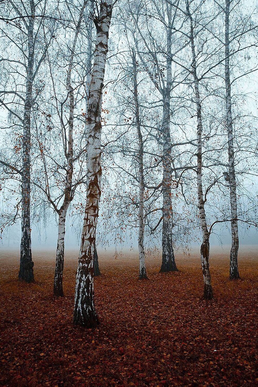 Autumn. Автор: Robert Adamec , Robert Adamec
