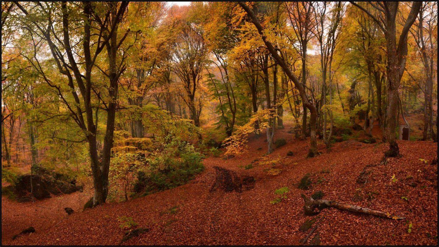 , Владимир Метцгер