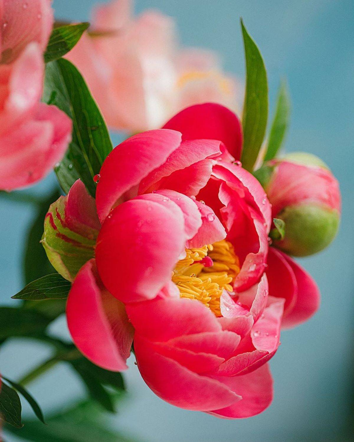 лето, пионы, свет, розовый, желтый, букет, Анастасия Зубкова