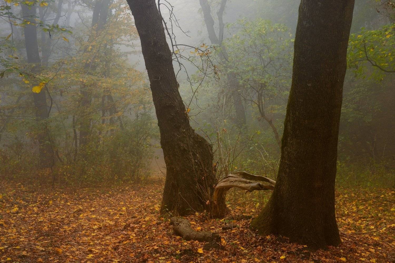 осень листва утро лес туман, Александр Жарников
