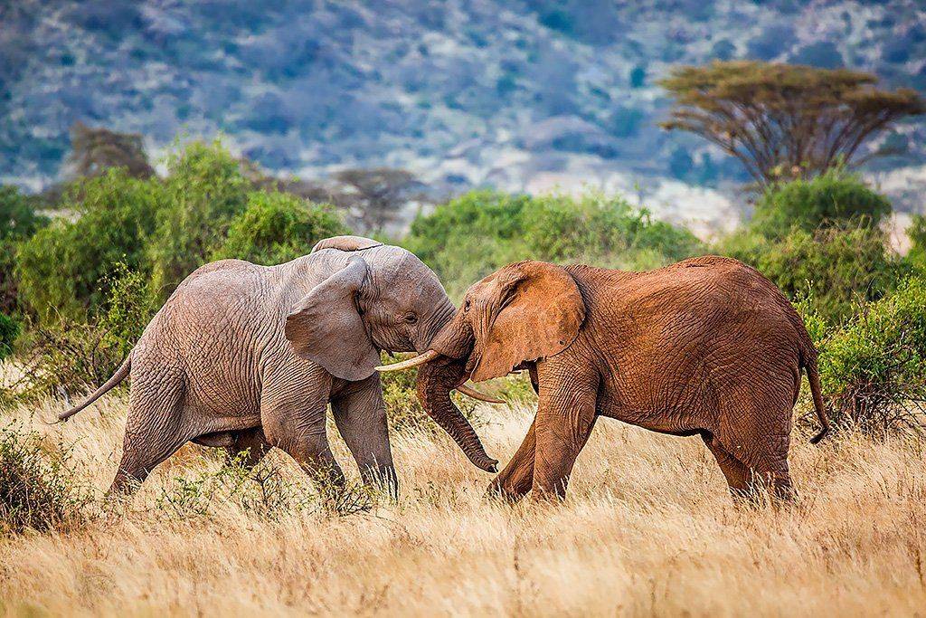 , Сергей Савви