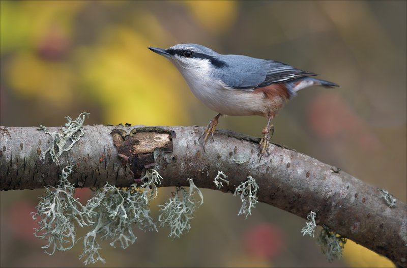 поползень *** фото превью