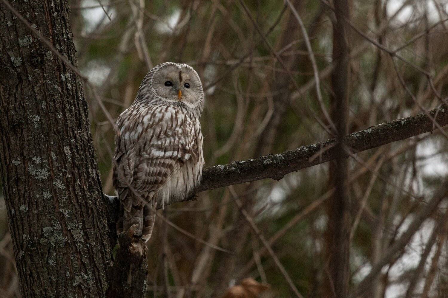 , Марат Кучкаев