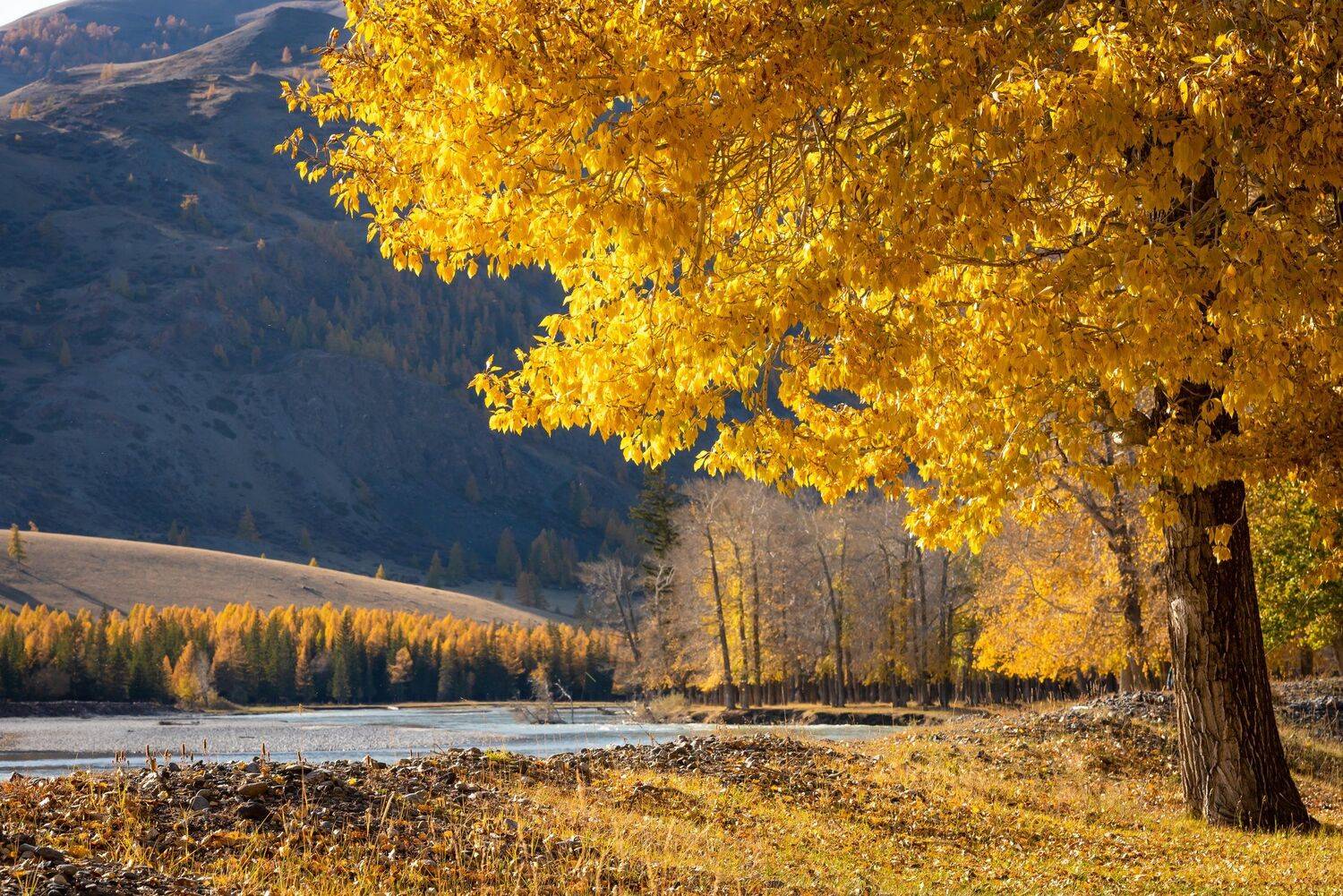 алтай, Татьяна Степанова