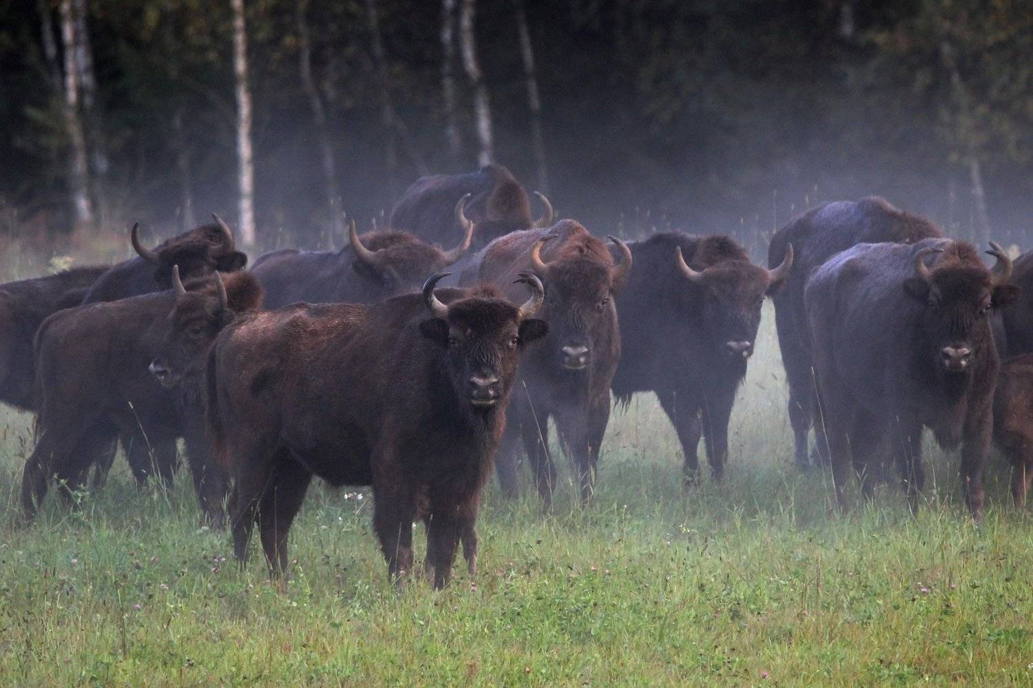 111, Пашкевич Василий