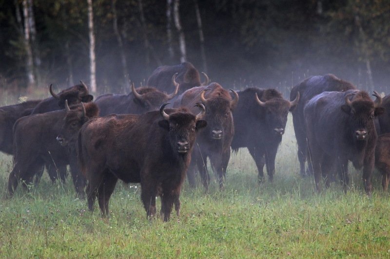 111 111 фото превью