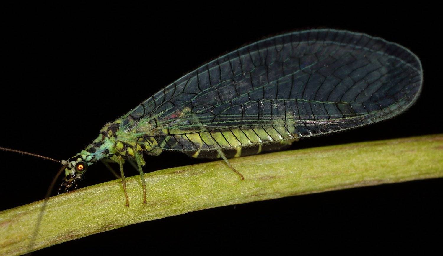 златоглазка сетчатокрылые, Александр Зорин