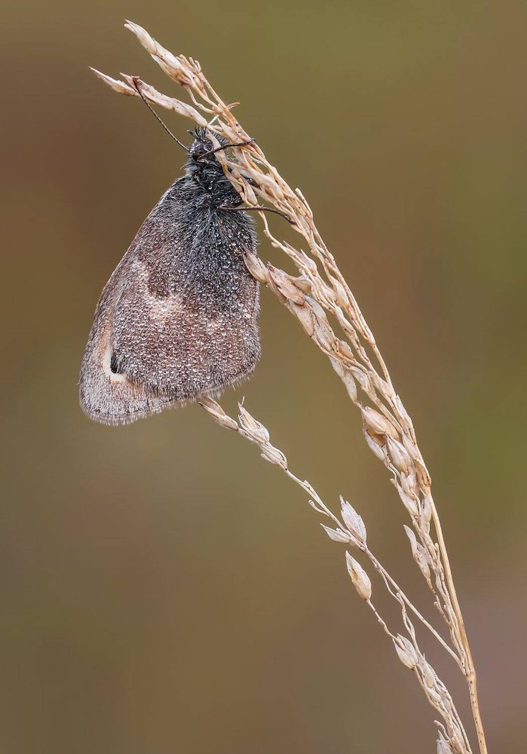 , Чепленко Алексей