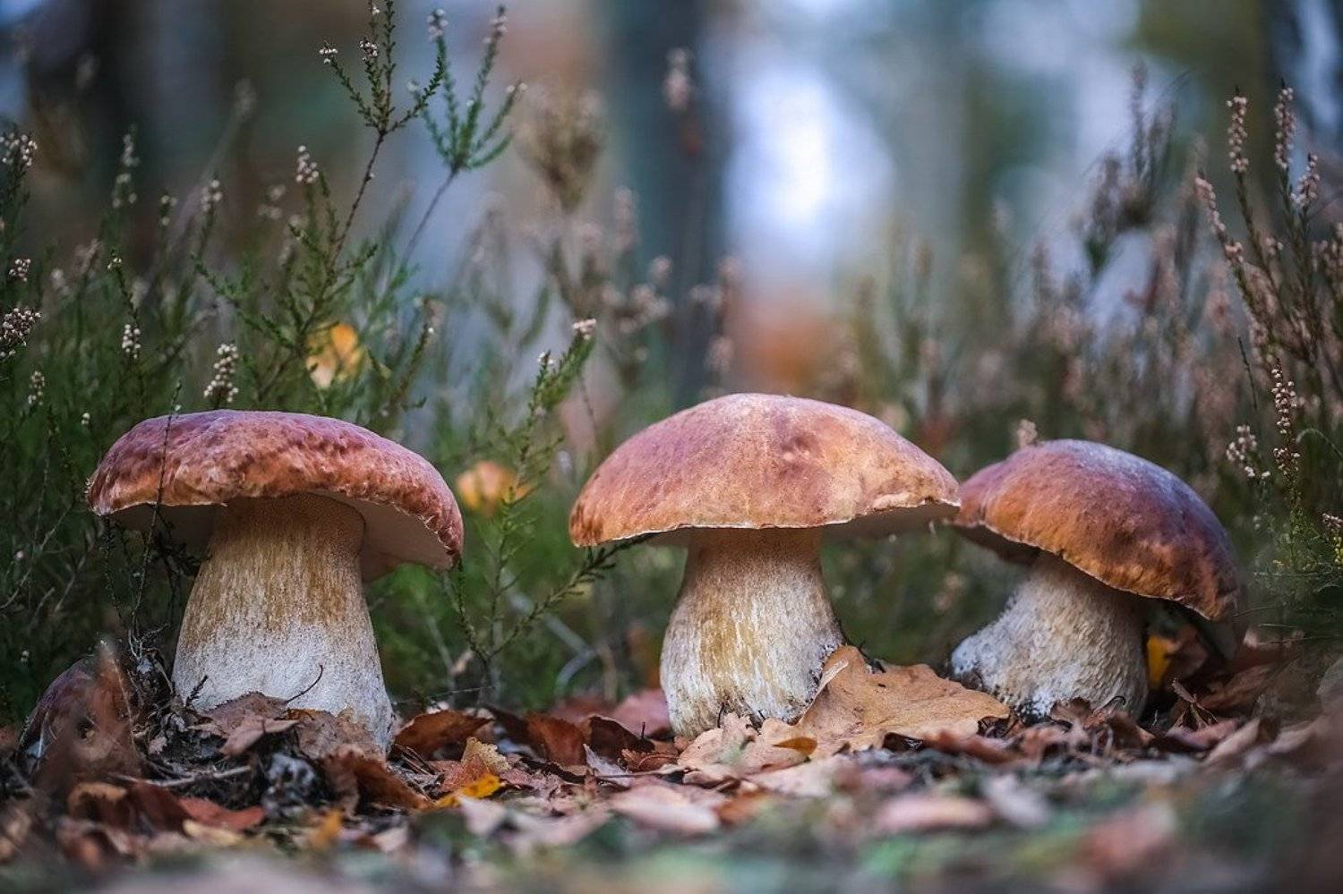 , Вячеслав Мищенко