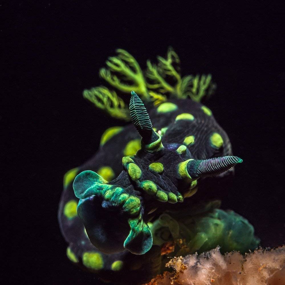 , Андрей Савин