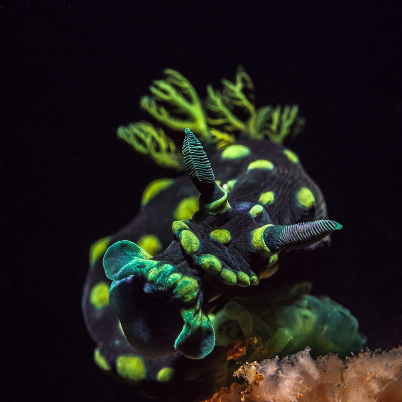 ЗОВ ПРЕДКОВ фото превью