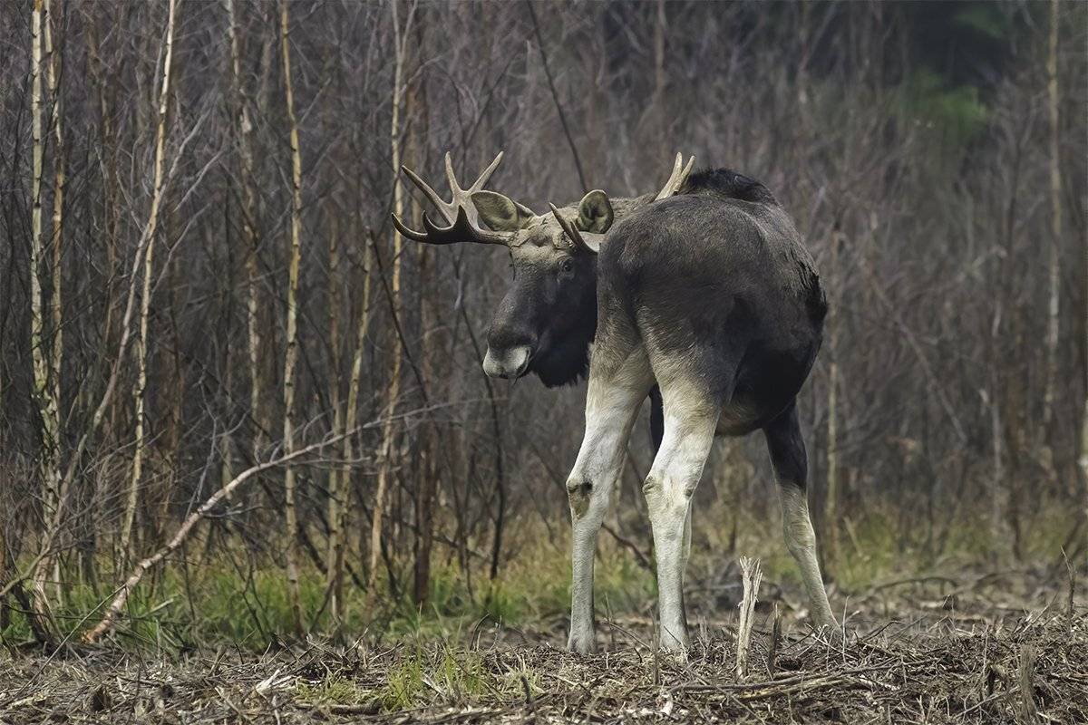 лось, лес, гибкость, поворот, Наталия Сытина
