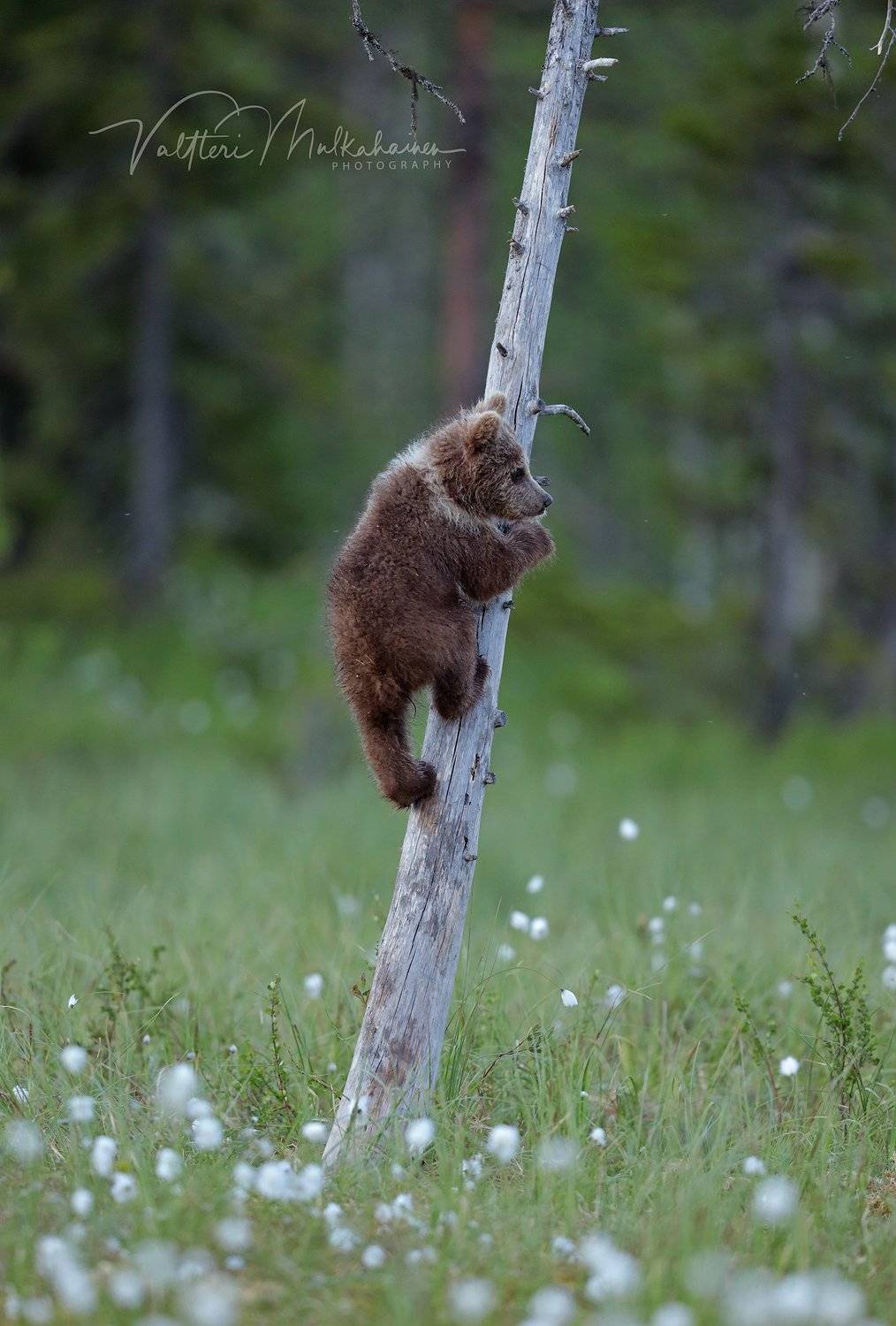 , Valtteri Mulkahainen