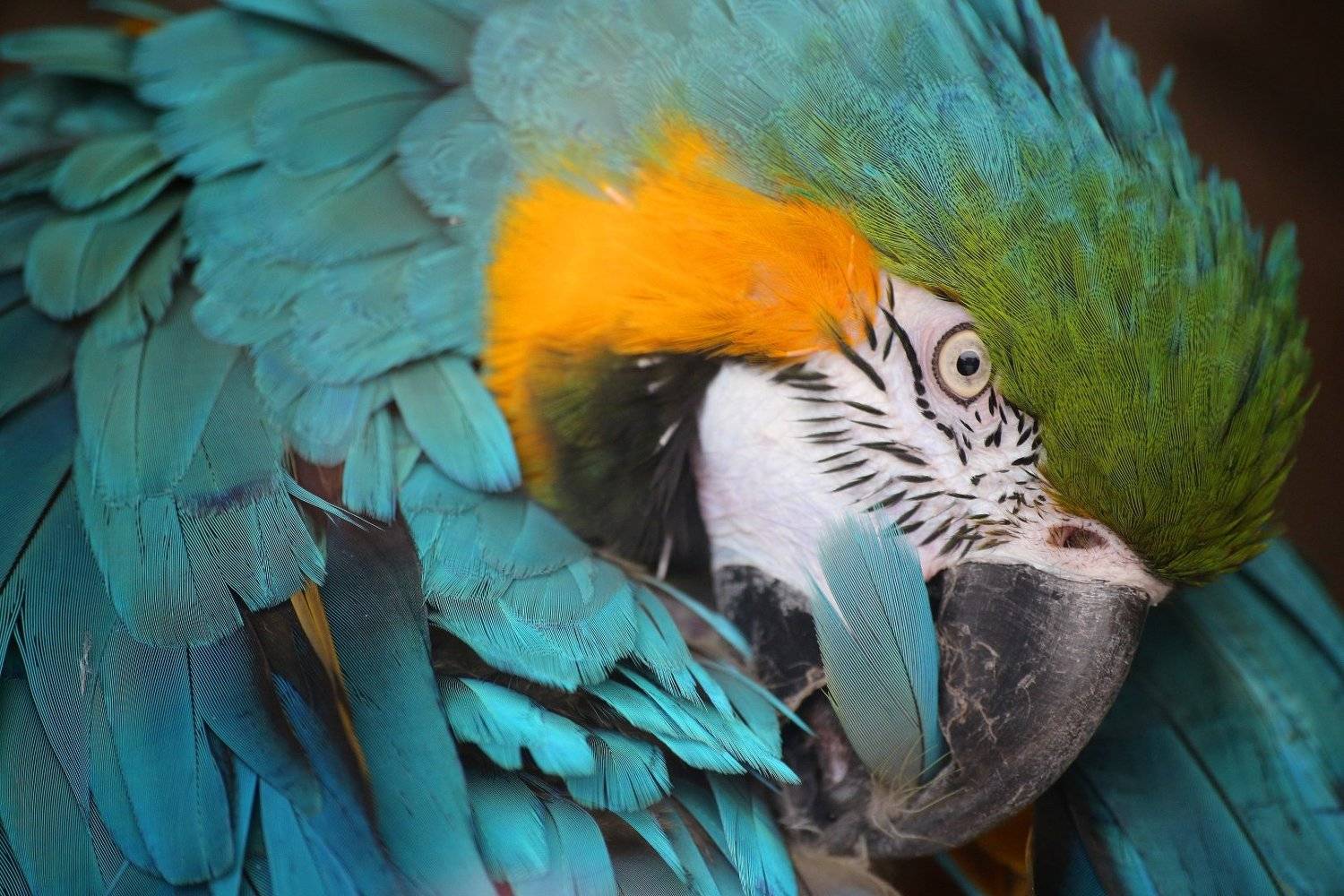 попугай, ара, Александр Зорин