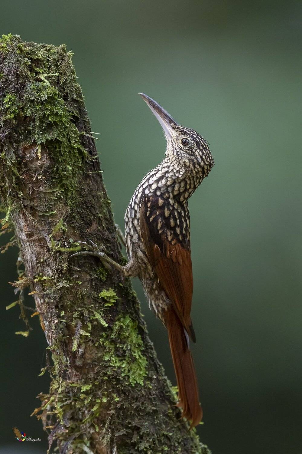 , Fernando Burgalin Sequeira