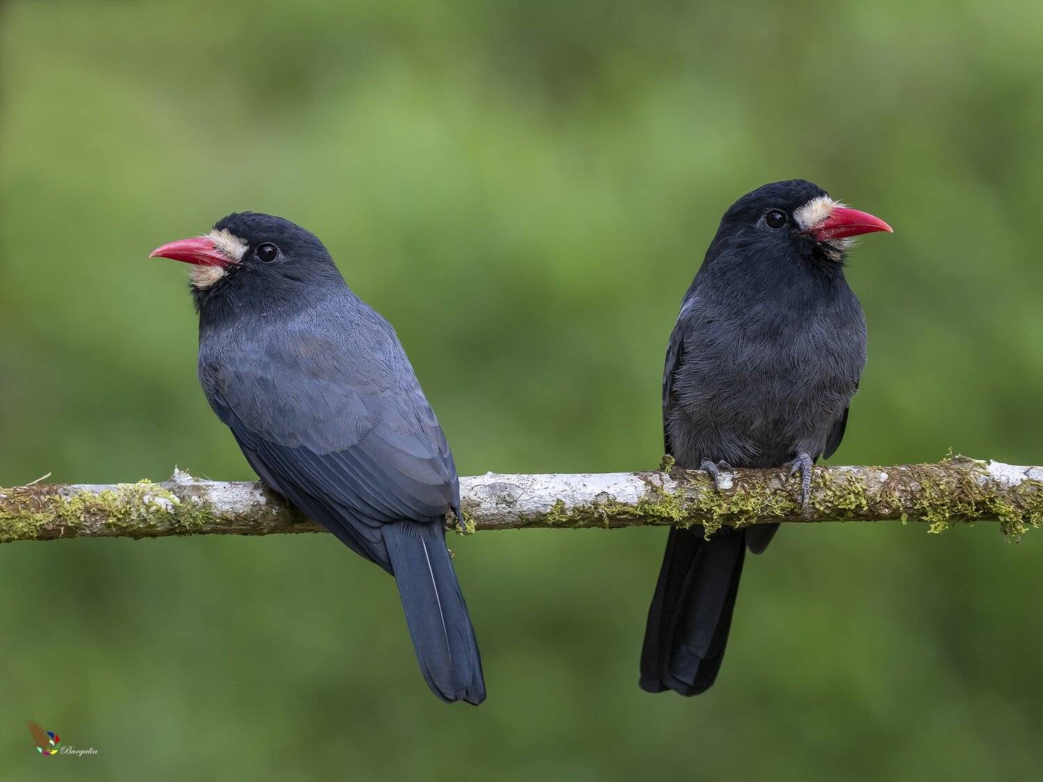 , Fernando Burgalin Sequeira