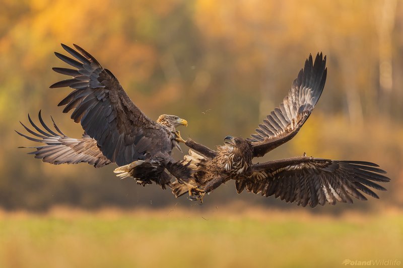 #eagle #bird #birds #autumn #attack Attack фото превью