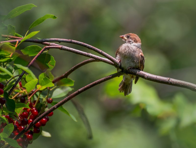 птенец, воробушек, черёмуха, желто-ротик на красной черёмухе.. фото превью