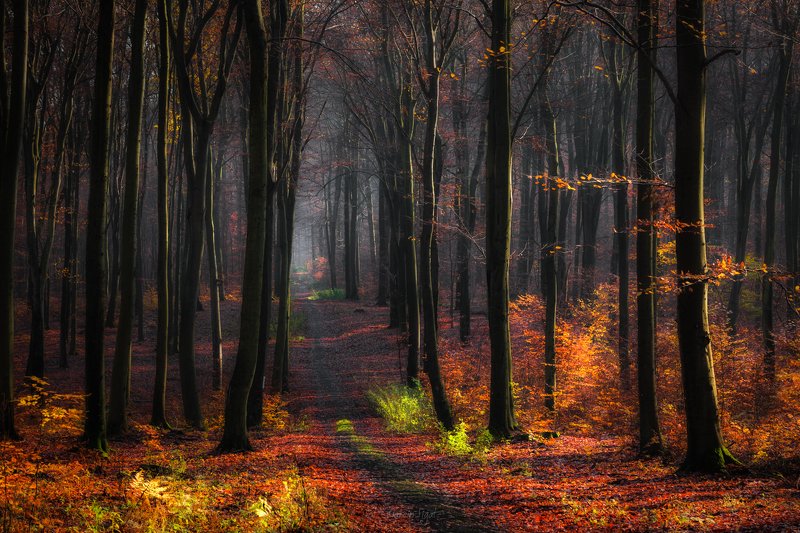 In the beech forest. фото превью