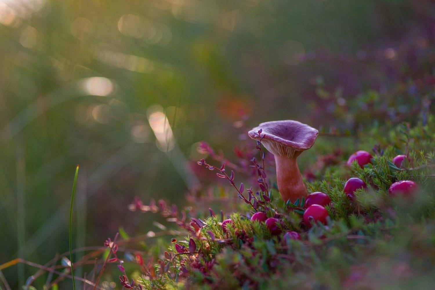 гриб, сухарка, клюква, болото, осень, кочка, Марина Мурашова