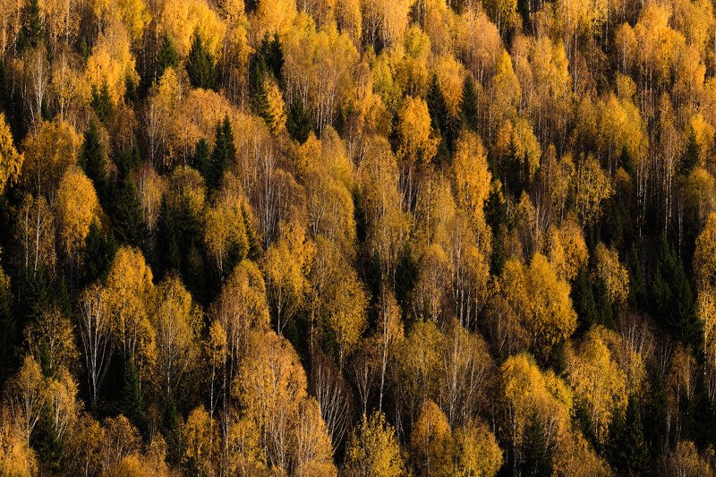 осень, лес, урал, пермский край Золотое войско фото превью