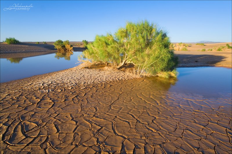 монголия, гоби, зулганай Пустыня Гоби, оазис Зулганай фото превью