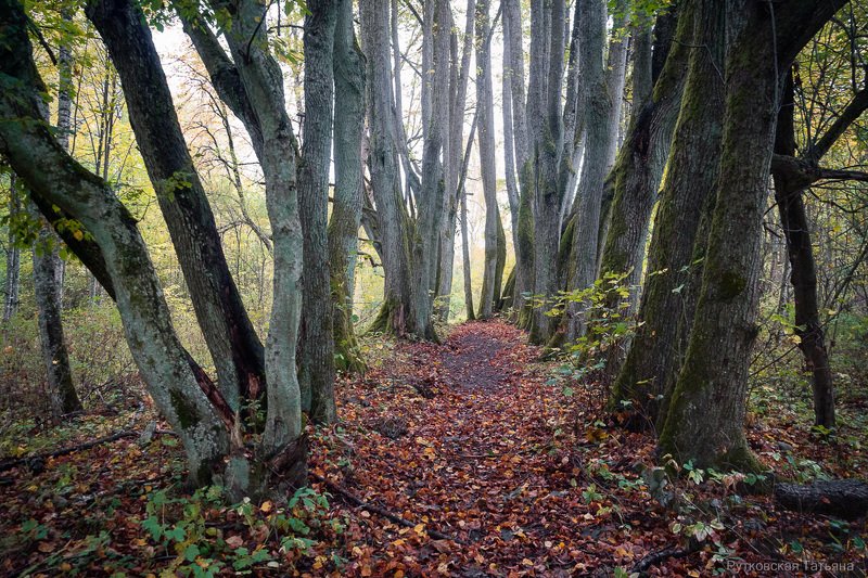 * * * фото превью