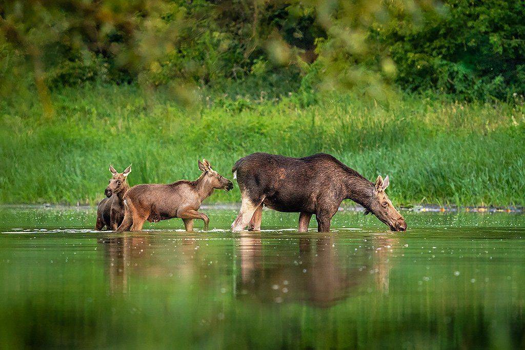 , Сергей Савви