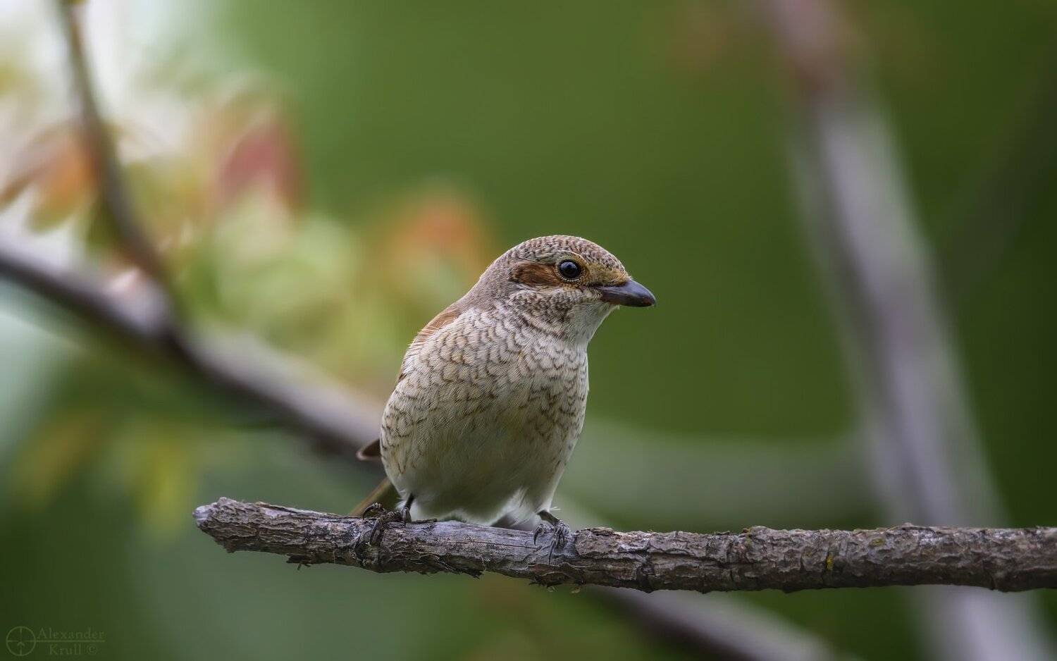 , Александр Круль