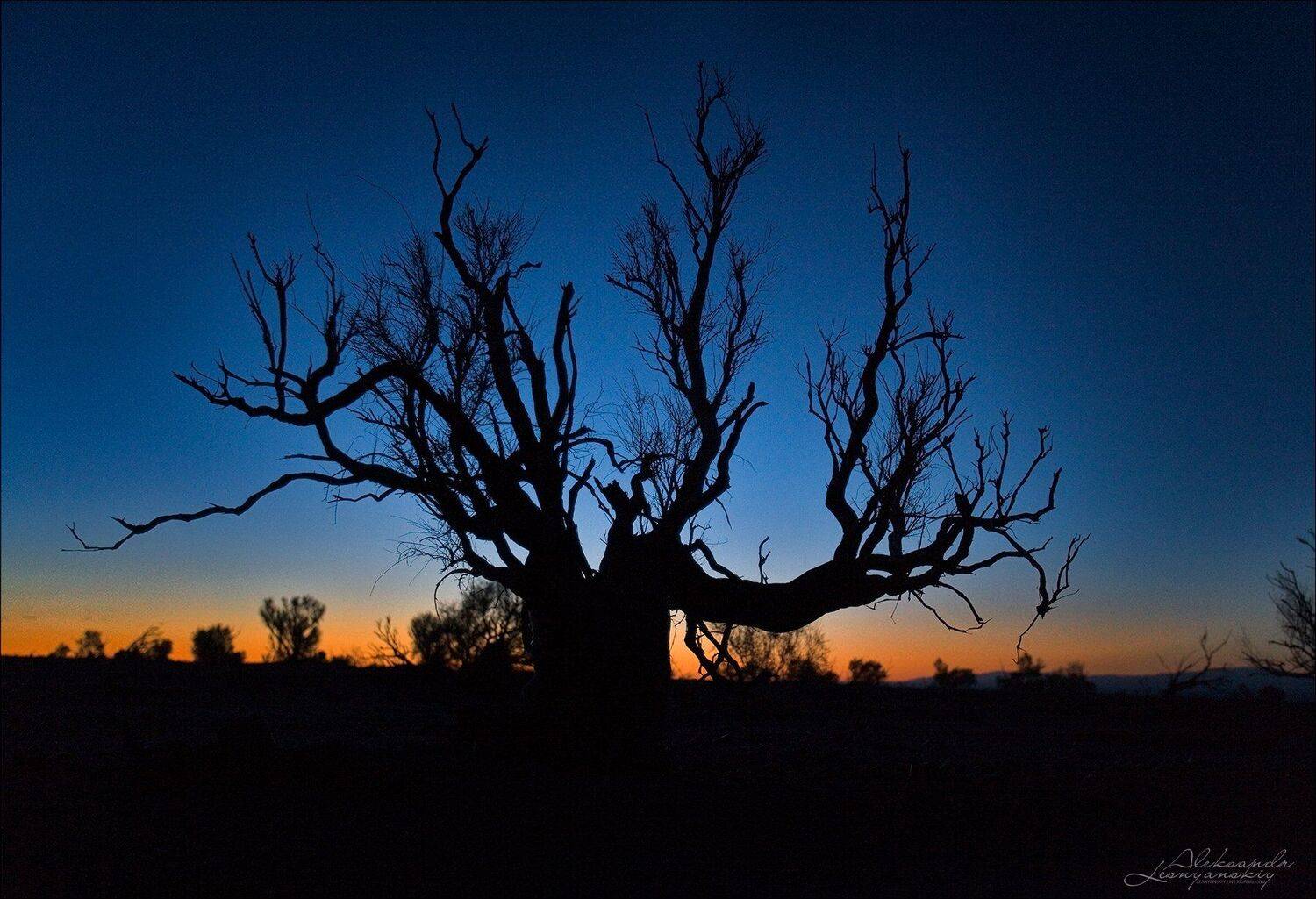 монголия, гоби, Александр Леснянский