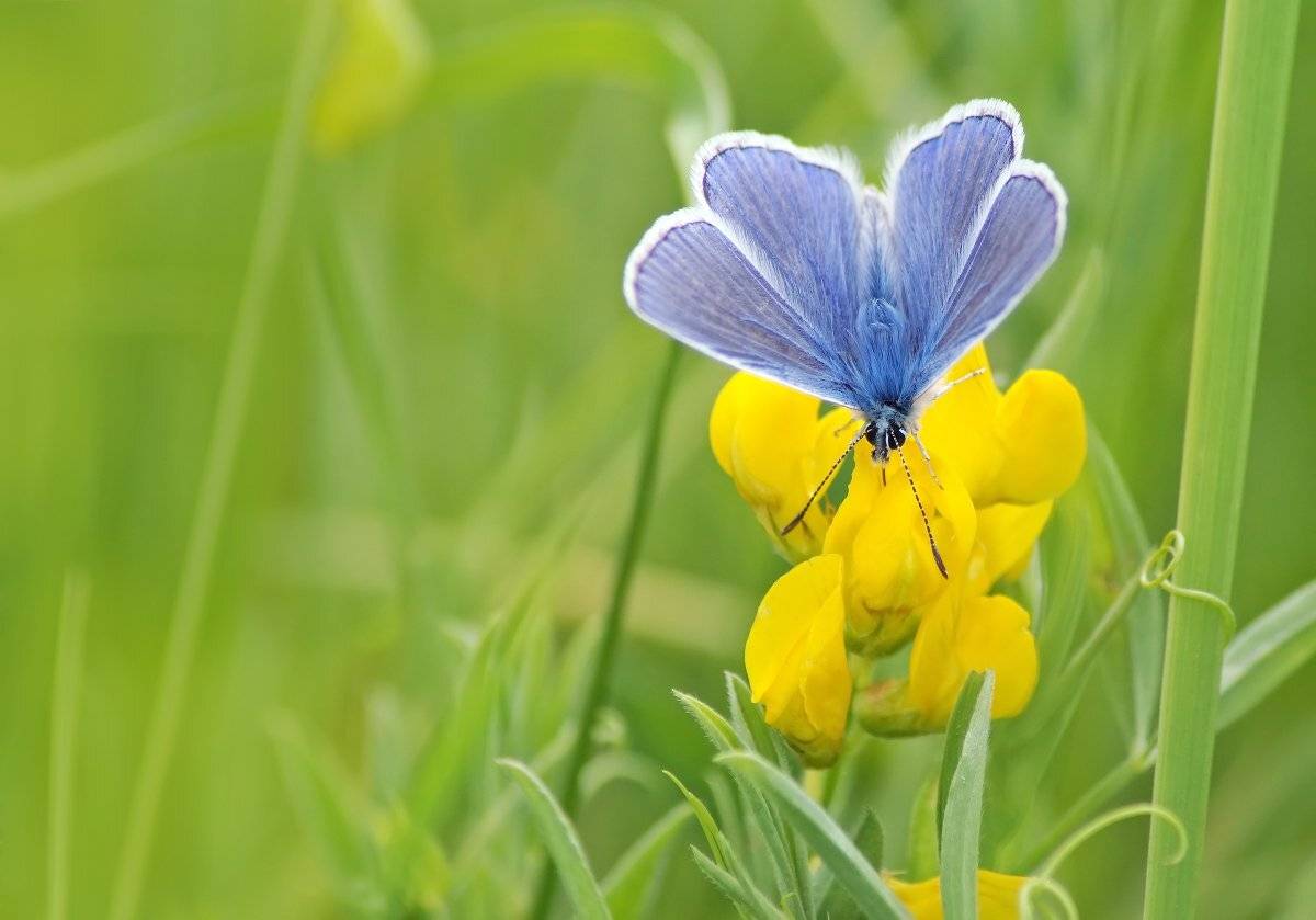 Голубянка Икар, Чепленко Алексей
