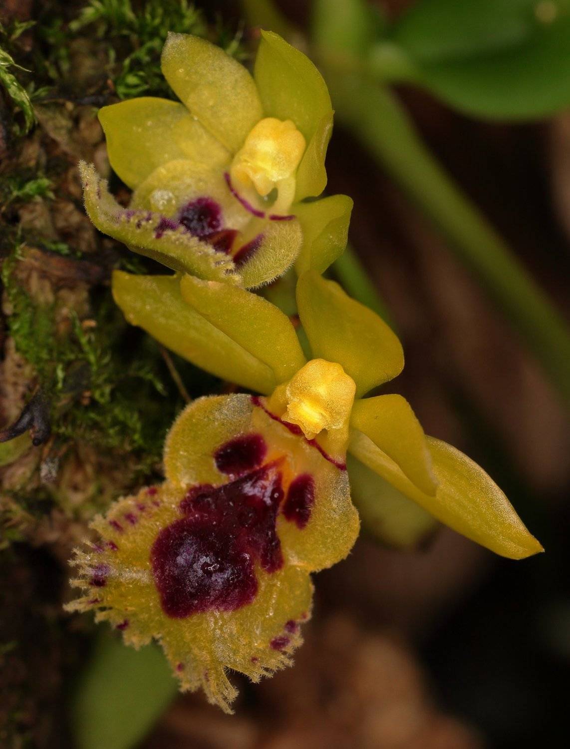 haraella retrocalla орхидея, Александр Зорин