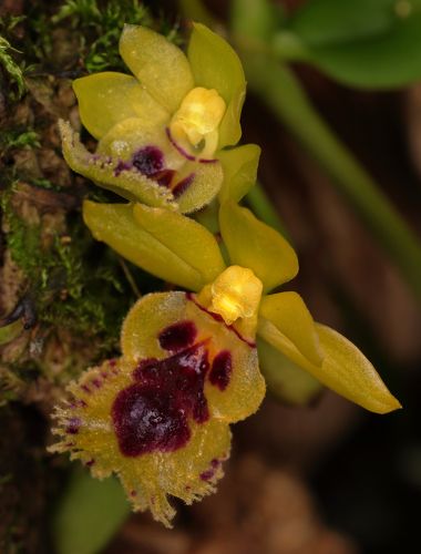 Haraella retrocalla