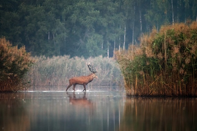 rut, wildlife, red deer, колея, дикая природа, благородный олень Rut фото превью