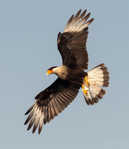 Обыкновенная каракара - Crested Caracara
