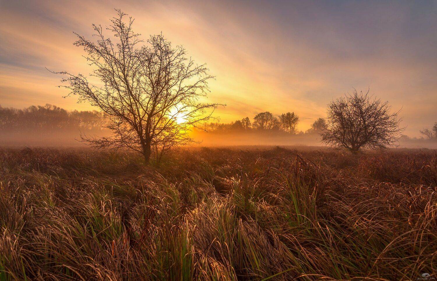 sunrise, dawn, fog, light, tree, grasses, landscape, nature, clouds, sun, golden hour, autumn, nikon, sky, Krzysztof Tollas