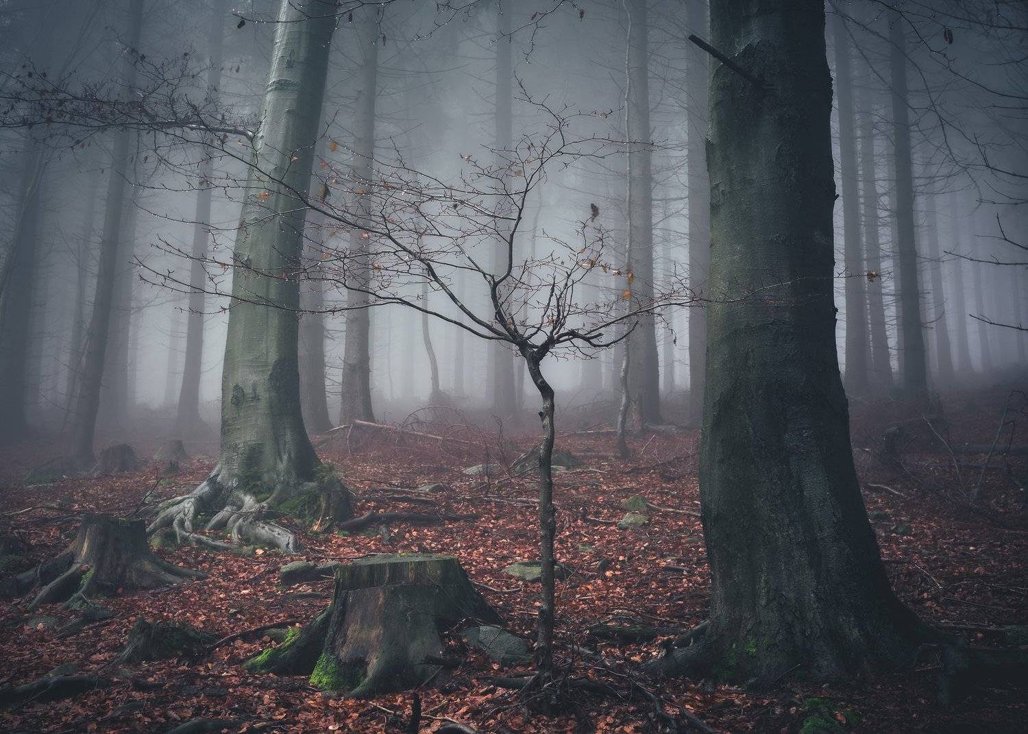 majestic, forest, autumn, fog, trees, rain, nikon, mountains, Tomasz Myśliński