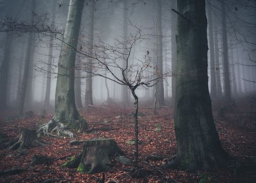 Majestic forest