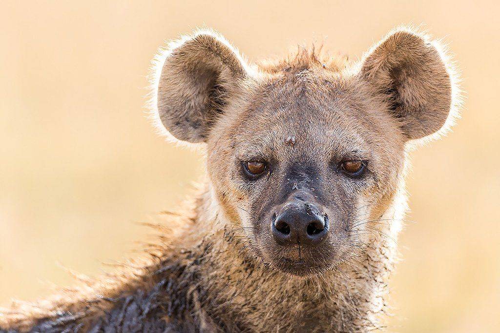 , Сергей Савви