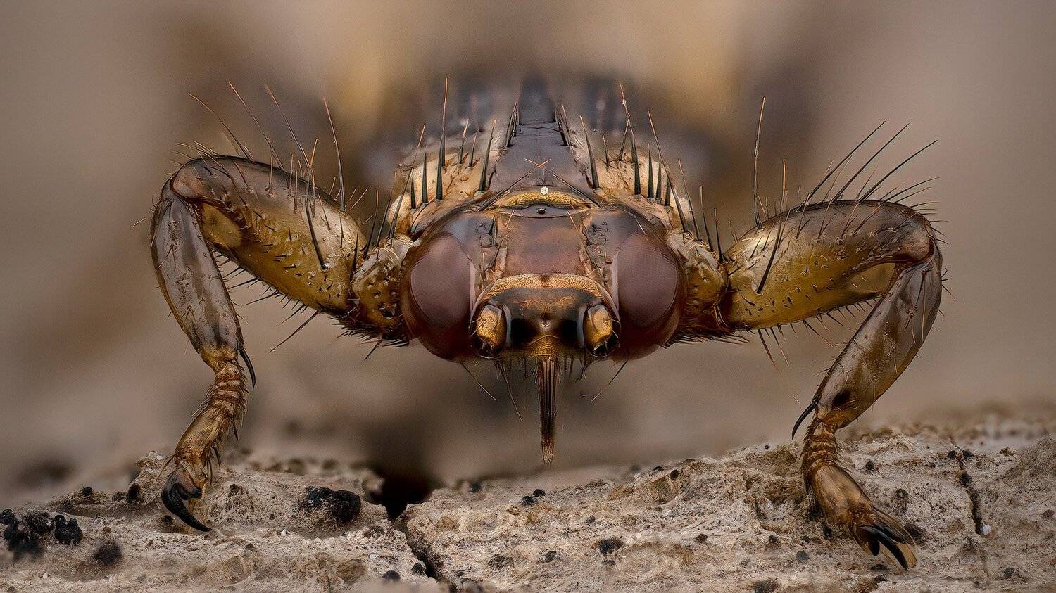 lipoptena cervi, оленья кровососка, Eugenijus Kavaliauskas