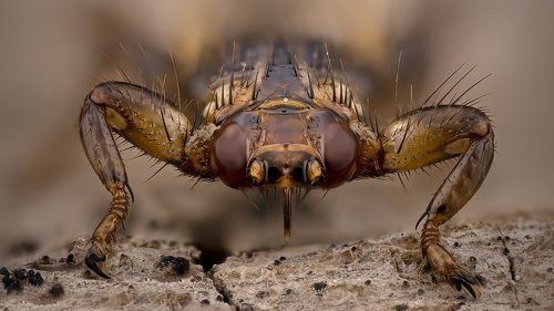 Готов к труду...