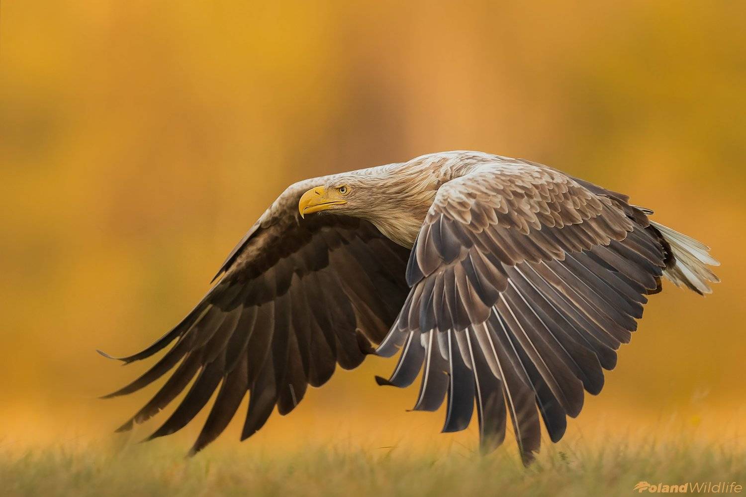 #eagle #bird #birds #autumn #attack, Marcin Nawrocki