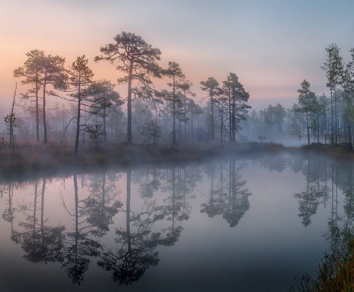 ленинградская область, рассвет, лето, тепло, сосны, озеро, туман, отражение, деревья, берег, заря, небо,, Лашков Фёдор