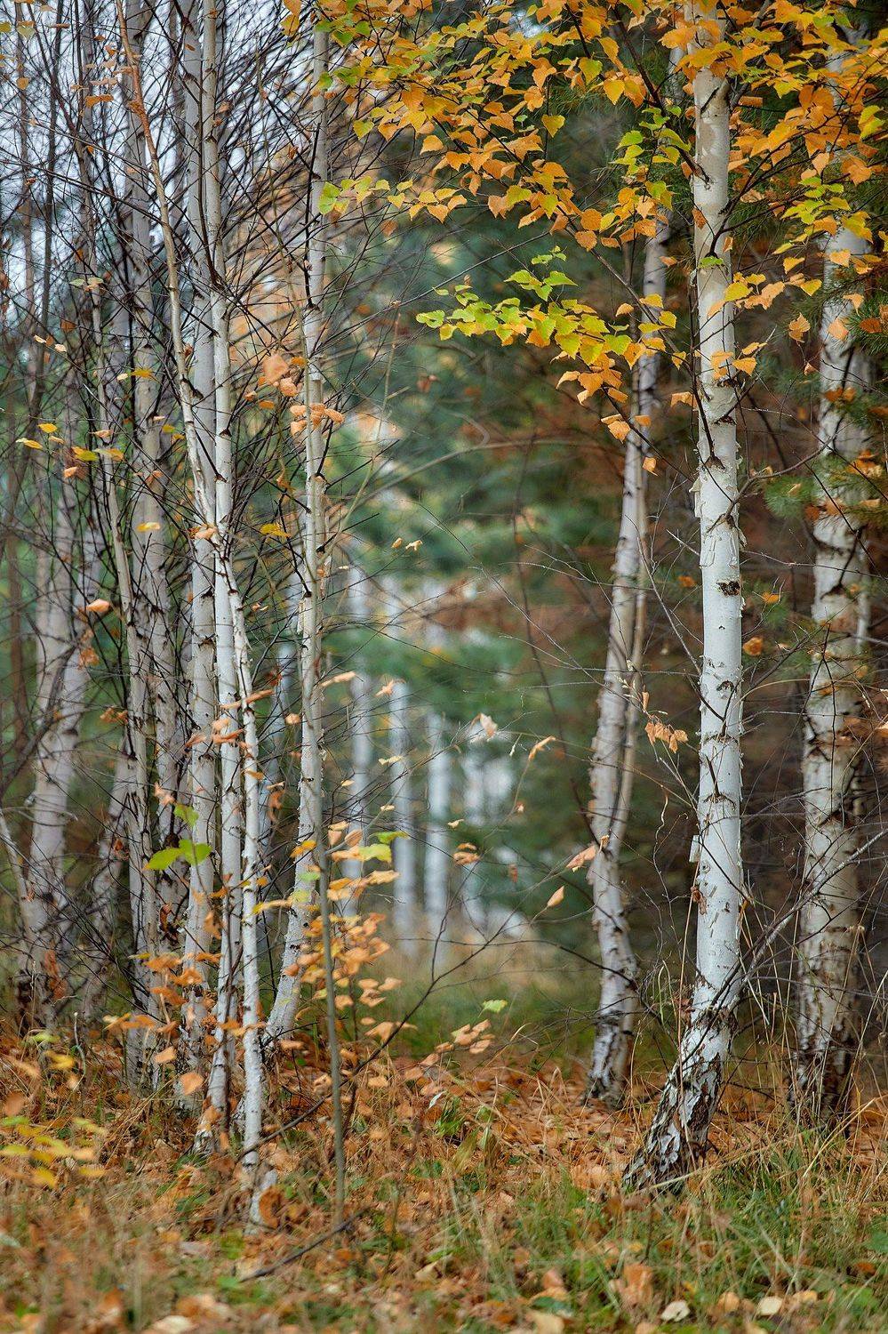 башкирия, южный урал орск новотроицк, Качурин Алексей